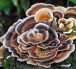 medicinal mushrooms